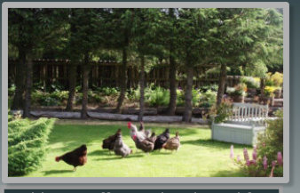 Hens in the garden at Auld Post Office B&B