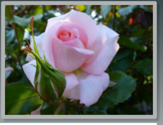 Chandos Beauty Rose in the garden at B&B