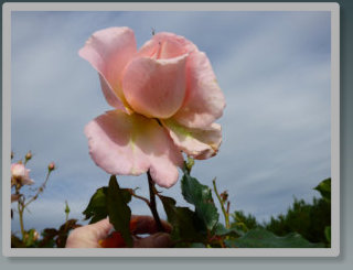 Rose garden at the Bed and Breakfast