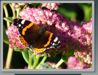 Butterfly in the garden at the Bed and Breakfast