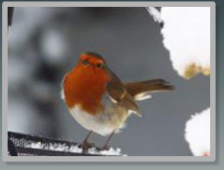 robin in the snow