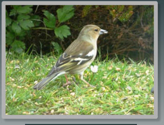 garden bird ground feeder