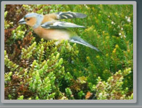 garden brid on the cotoneaster