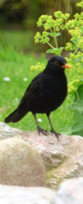 blackbird in the garden at the bed and breakfast