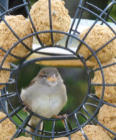 tree sparrow in the garden 