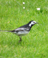 pied wagtail in the garden