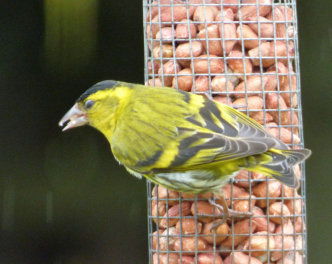 siskin in the garden