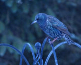 songthrush in the garden 