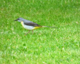 songthrush in the garden 