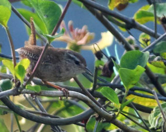 songthrush in the garden 