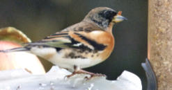 chaffinch in the snow in the garden 