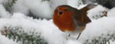 robin in the snow at the bed and breakfast