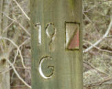 Swing in Dunnet Forest