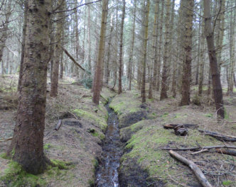 Control Post in Dunnet Forest orienteering