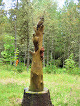 Owl carving in Dunnet Forest