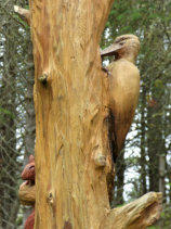 Four seasons sculpture in Dunnet Forest