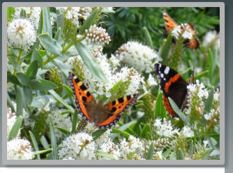 Bumble bee in the garden at Auld Post Office B&B