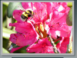 Bumble bee in the garden at Auld Post Office B&B