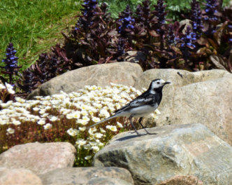 bird in the garden at the bed and breakfast